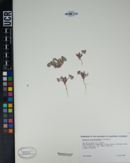 Phacelia austromontana image