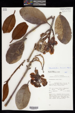 Image of Rhododendron konori