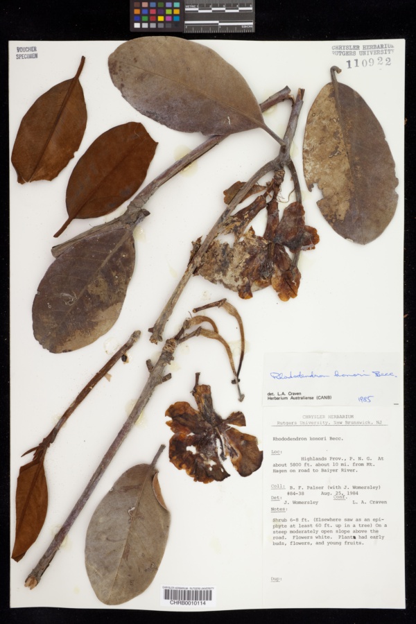 Rhododendron konori image