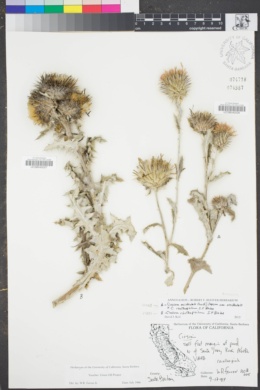 Cirsium rhothophilum image