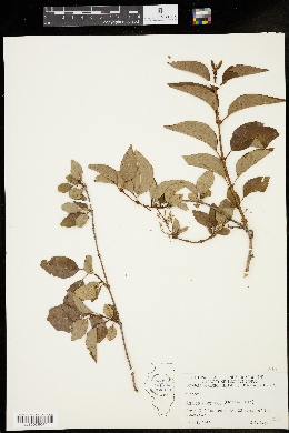 Syringa chinensis image