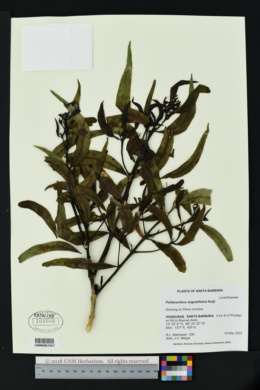 Image of Psittacanthus angustifolius
