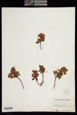 Rhododendron hirsutum image