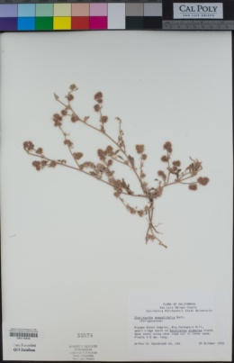 Chorizanthe angustifolia image