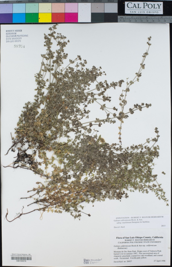 Galium californicum subsp. maritimum image