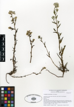 Cryptantha calycotricha image