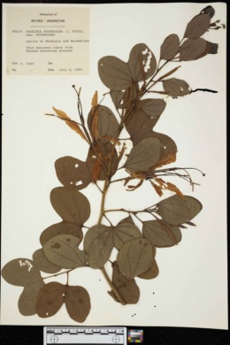 Image of Bauhinia petersiana