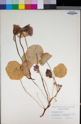 Mesembryanthemum crystallinum image