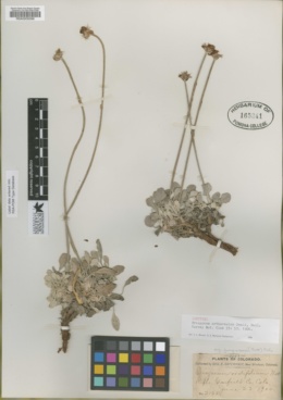 Eriogonum orthocaulon image