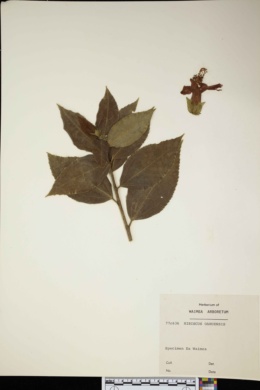 Hibiscus oahuensis image