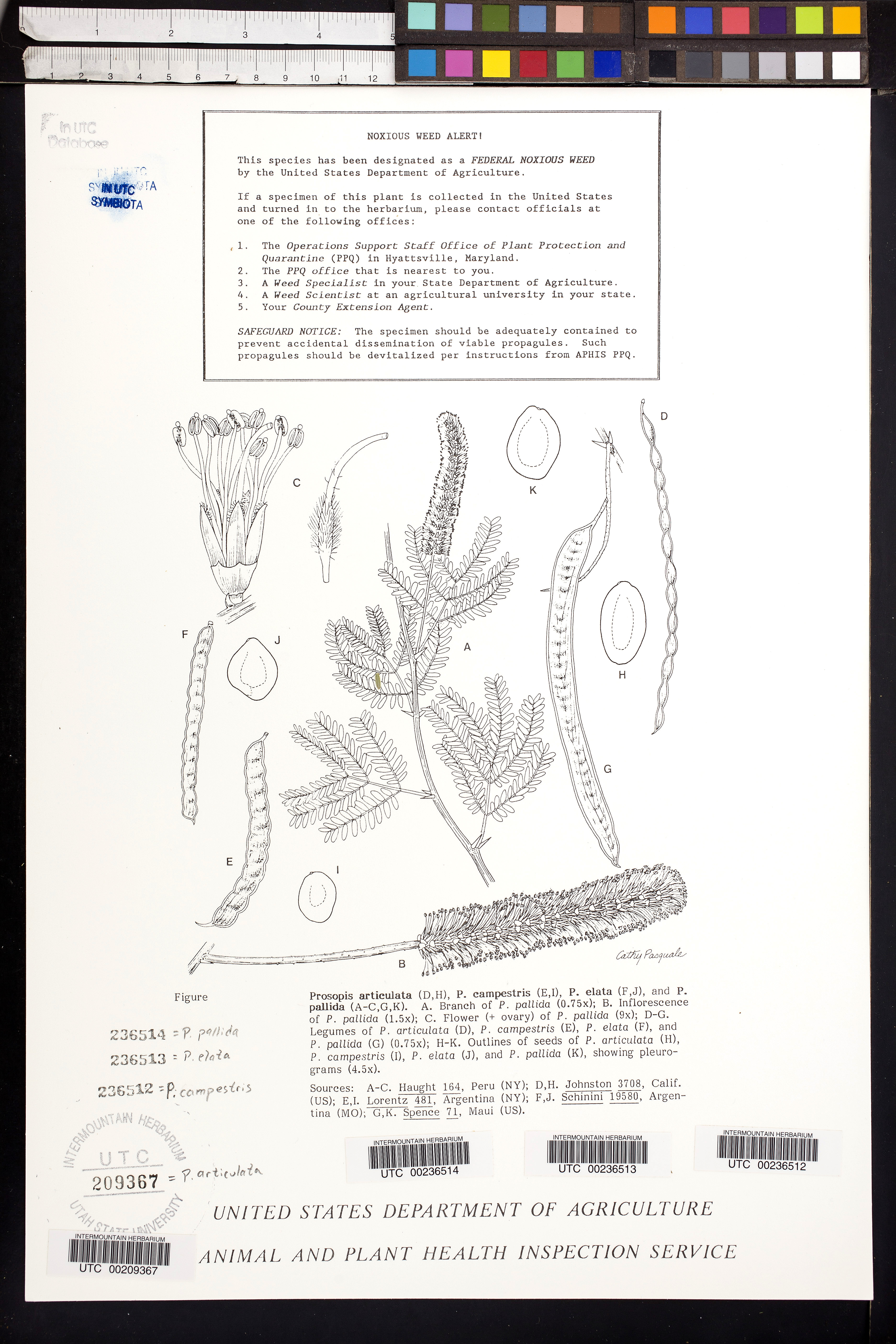 Prosopis campestris image