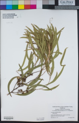 Eucalyptus pulchella image