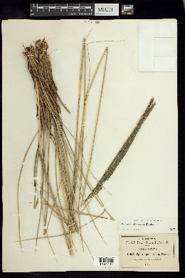 Muhlenbergia nigra image