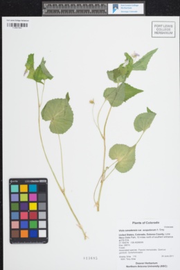 Viola canadensis var. scopulorum image