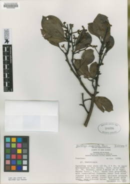 Image of Hartleya inopinata