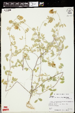 Trifolium boissieri image
