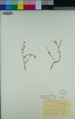 Downingia ornatissima var. mirabilis image