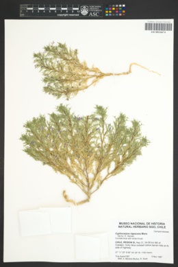Cyphocarpus rigescens image