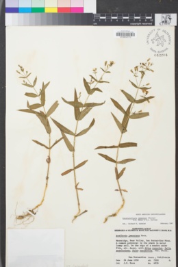 Image of Pseudostellaria jamesiana