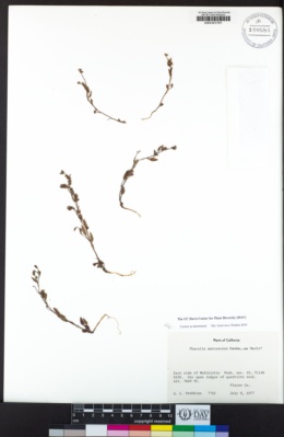 Phacelia marcescens image