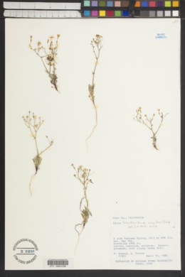 Gilia tenuiflora subsp. tenuiflora image