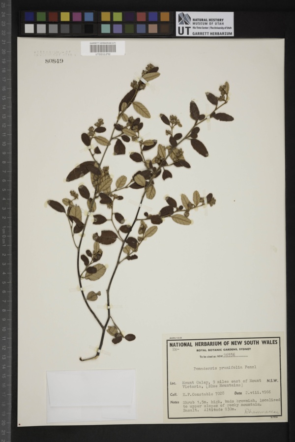 Pomaderris prunifolia image