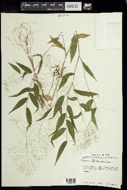 Panicum trichoides image