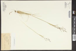 Puccinellia agrostidea image