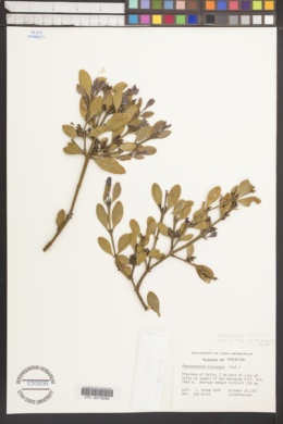 Image of Phoradendron argentinum