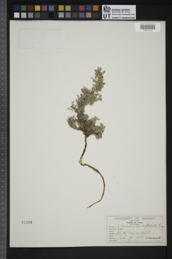 Astragalus viridis image