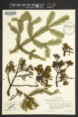 Arceuthobium abietis-religiosae image