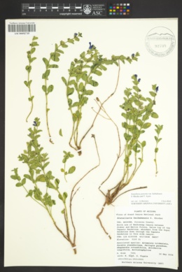 Scutellaria platyphylla image