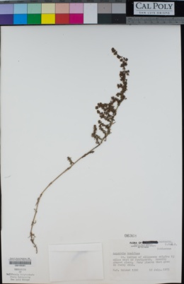 Image of Asperula humifusa