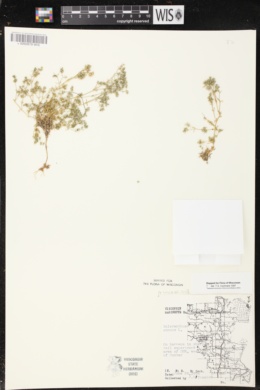 Scleranthus annuus subsp. annuus image