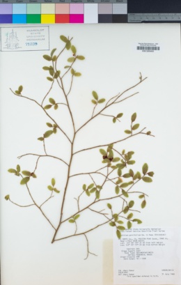 Vaccinium parvifolium image