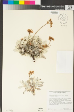 Eriogonum grande var. timorum image