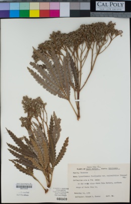 Lyonothamnus floribundus image