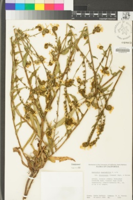 Amsinckia spectabilis var. microcarpa image