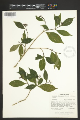 Psychotria phanerandra image