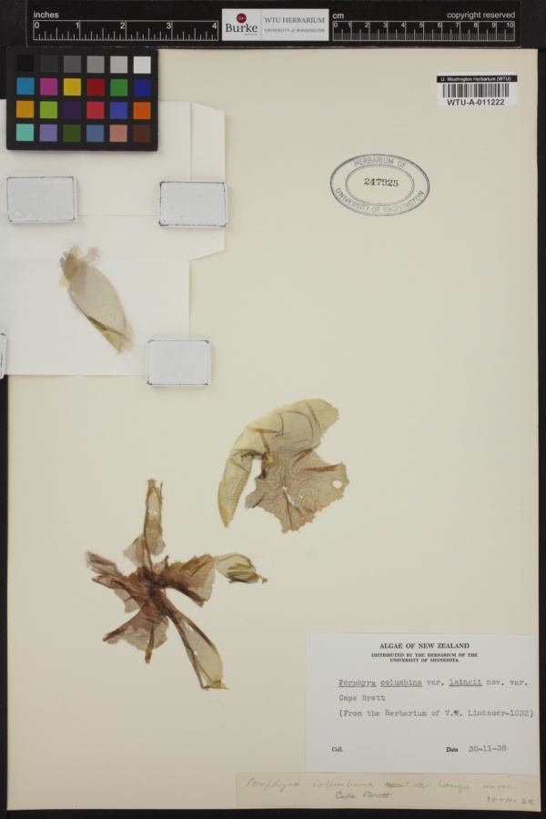 Porphyra columbina var. laingii image