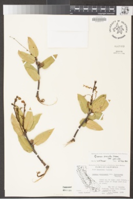 Quercus parvula image