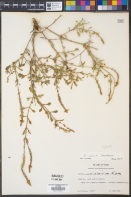 Verbena cloveri image