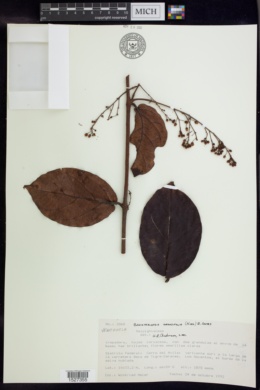Image of Banisteriopsis grandifolia