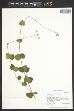 Image of Brickellia jaliscensis