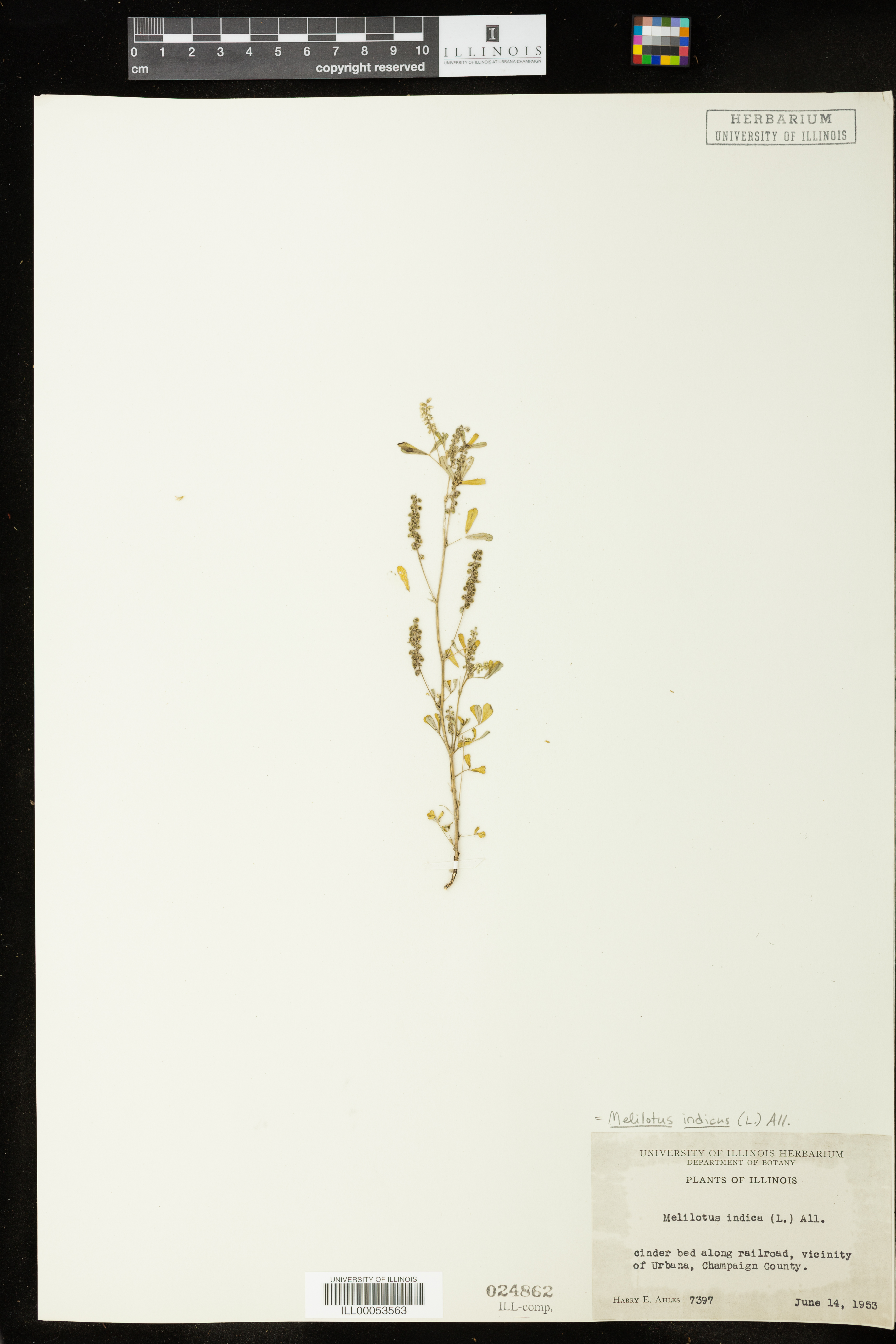 Image of Melilotus indica