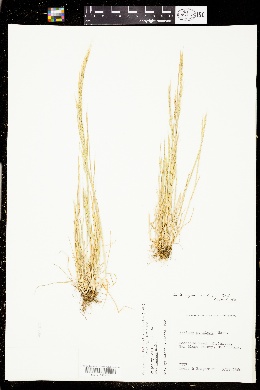Vulpia myuros f. megalura image