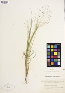 Image of Eragrostis capillaris