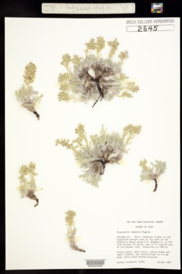 Oreocarya compacta image