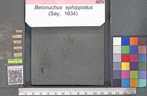 Belonuchus ephippiatus image