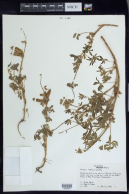 Lupinus affinis image